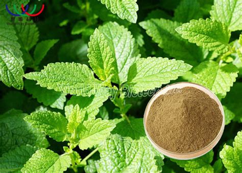 Medical Mulberry Leaf Extract Powder , White Mulberry Leaf Extract Pure 500mg For Weight Loss