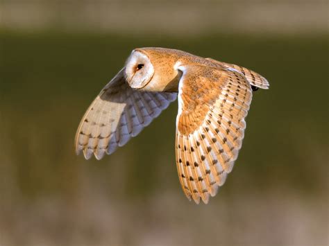 Barn owl - song / call / voice / sound.