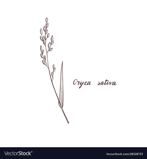 Drawing rice plant Royalty Free Vector Image - VectorStock