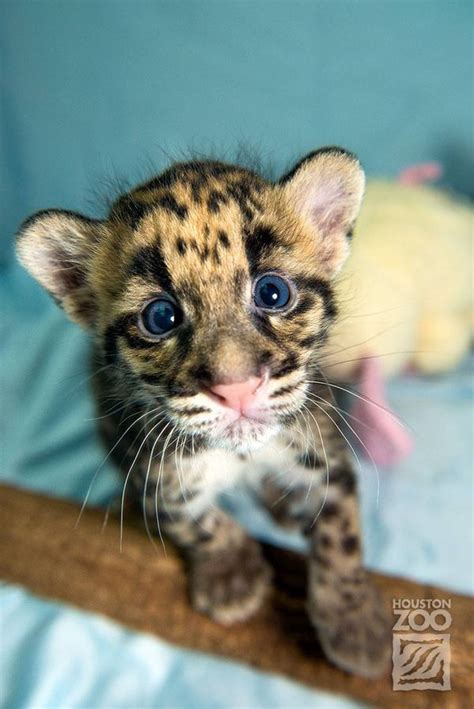 Clouded Leopard Cubs Show Mad Skills - ZooBorns