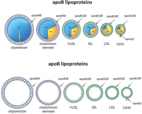 Apolipoprotein B Particles and Cardiovascular Disease: A Narrative ...