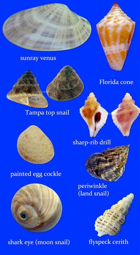 Sancapstar Shell Guide Page 6 | Shells, Sea glass shell, Sanibel shells