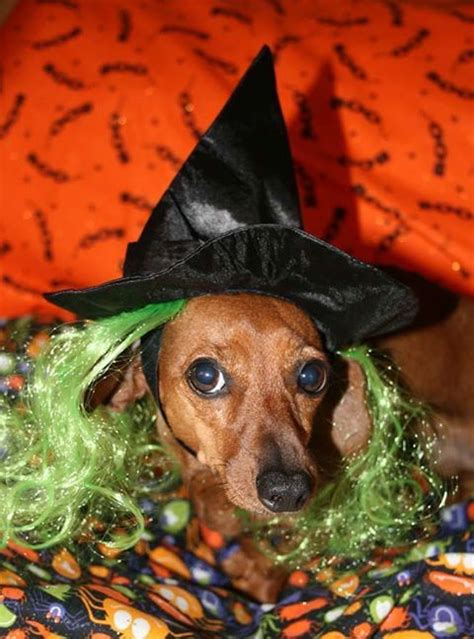 Witch costume are you wearing for Halloweenie? | Weenie dogs, Pet costumes, Weiner dog