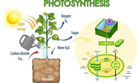 Photosynthesis Diagram