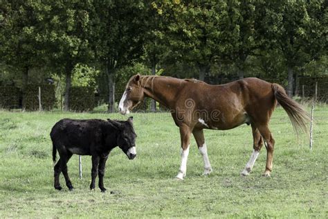 A horse and a donkey stock photo. Image of animals, grass - 101263360