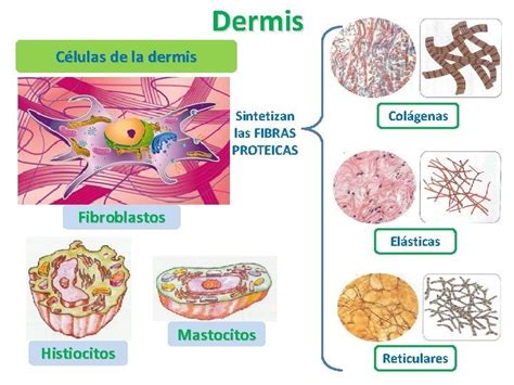 Dermis Células de la dermis Sintetizan las FIBRAS PROTEICAS Colágenas Fibroblastos Elásticas ...