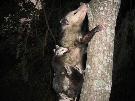 An Opossum’s Natural Predators | Opossum Friends