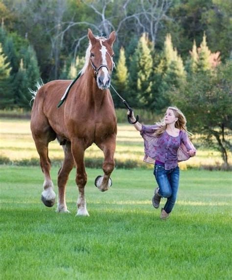 World’s tallest horse dies aged 20 - Horse & Hound