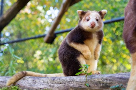 Greetings from the Tree Kangaroo Conservation Program!