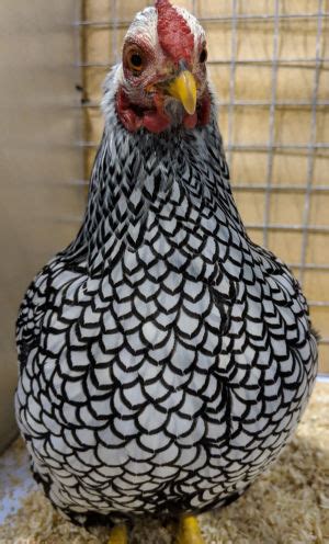 Chicken feather patterns with breed examples, pictures and video. - Cluckin