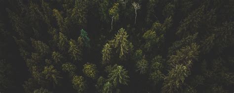 Download wallpaper 2560x1024 forest, aerial view, trees, tops, dark ...