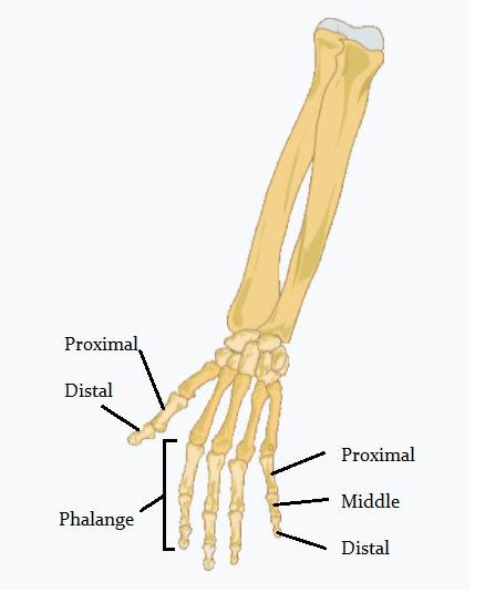 Phalanges Anatomy