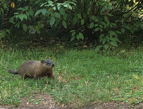 Baby Groundhogs in Toronto Park – Urban Bestiary