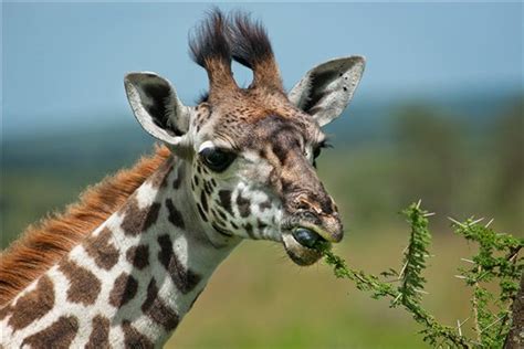 What do Giraffes Eat? Facts about the Diet of a Giraffe