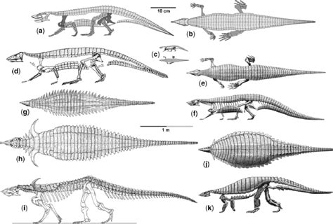 Desmatosuchus Skeleton