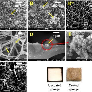 SEM images of uncoated melamine sponge (B”, C”), MgO/Mg(OH)2 coated... | Download Scientific Diagram