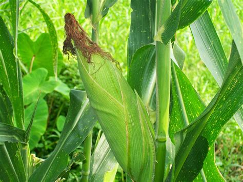 CARA MENANAM DAN BUDIDAYA JAGUNG MANIS | Pertanian