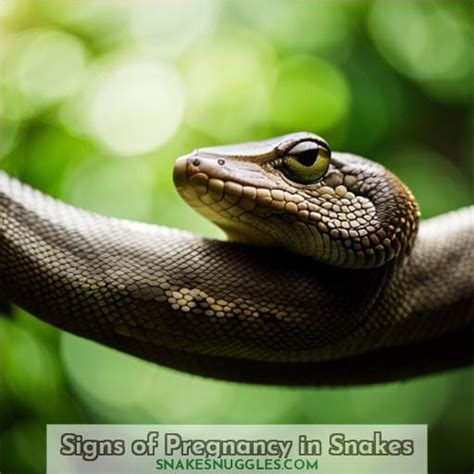 Signs of Pregnancy in Snakes: How to Tell if Yours is Gravid