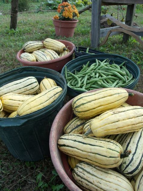 fall harvest – LaFarm, The Lafayette College Community Garden & Working Farm