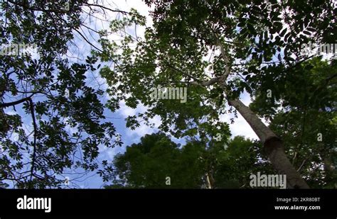 Amazon tree canopy Stock Videos & Footage - HD and 4K Video Clips - Alamy