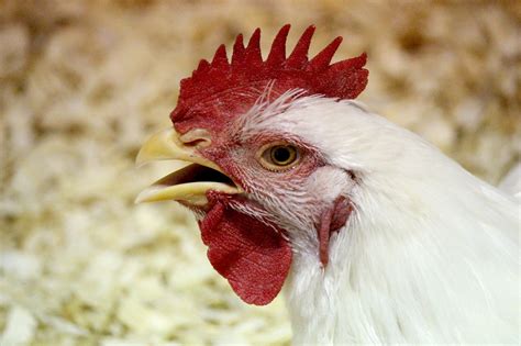 Chicken's Comb Free Stock Photo - Public Domain Pictures
