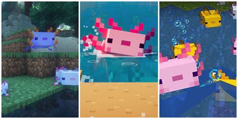 Minecraft: Axolotls Facts – Kaki Field Guide