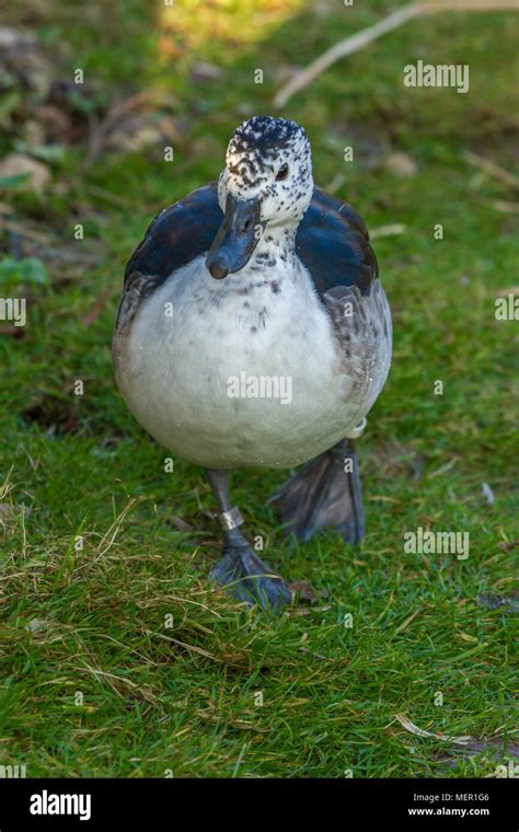 Female Comb Duck at Slimbridge Stock Photo - Alamy