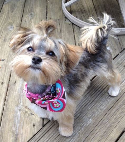 Morkie Haircuts Trends | Dogs | Pinterest | Trends, Home and Haircuts