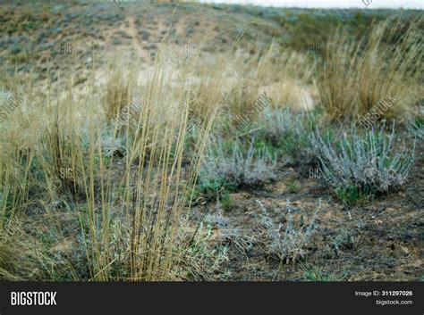 Steppe Landscape. Image & Photo (Free Trial) | Bigstock