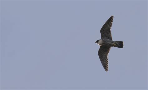 Symonds Yat Rock / Peregrine Falcons — Gavin Vella