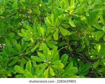 333 Brown Ketapang Tree Images, Stock Photos & Vectors | Shutterstock