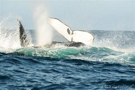 A mating humpback whales. | Ocean, Humpback whale, Whale watching