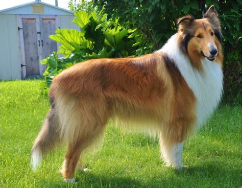 Rough Collie - Facts, Pictures, Puppies, Rescue, Temperament, Breeders ...