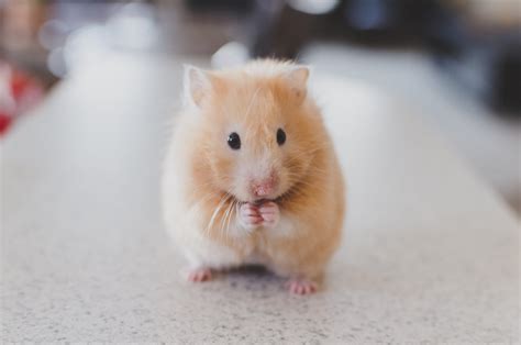 2560x1440 resolution | closeup photo of yellow hamster HD wallpaper | Wallpaper Flare