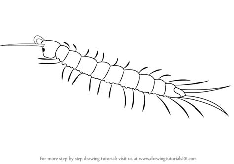 How to Draw a Centipede (Insects) Step by Step | DrawingTutorials101.com