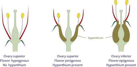 Botany, Planting flowers, Plants