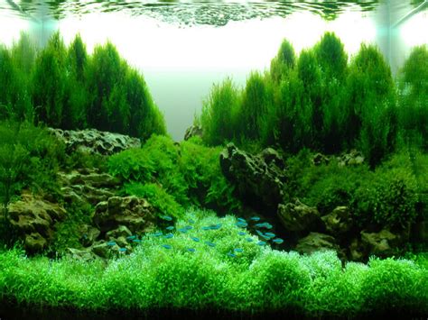 decoration-green-water-plant-fish-in-aquarium-aquascape-ideas-designs ...