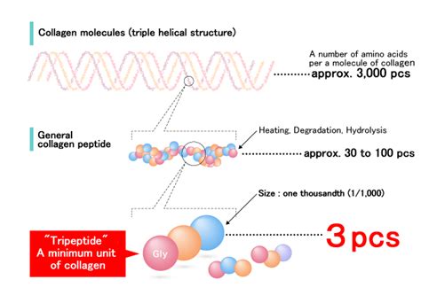 What is Collagen Tripeptide? - The Central Research Institute of Jellice Co., Ltd.