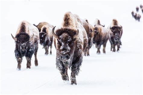 Download Winter Snow Buffalo Animal American Bison HD Wallpaper