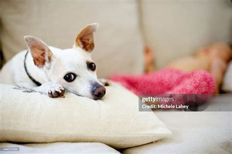 Dog And Sleeping Baby High-Res Stock Photo - Getty Images