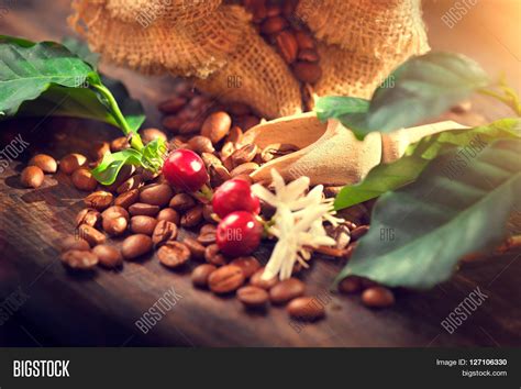 Coffee Beans Real Image & Photo (Free Trial) | Bigstock