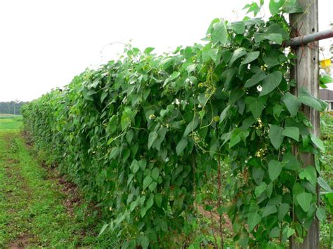 How to Plant, Grow, and Harvest Lima Beans - Harvest to Table