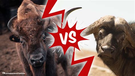 Bison vs. Buffalo - Animals Around The Globe