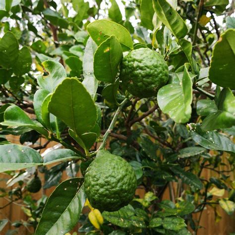 Kaffir Lime - Plant Gallery & Garden Diary - Nick's Blog