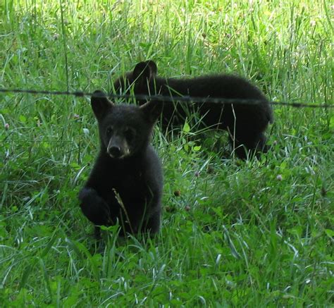 Bear cubs in Cades Cove | Cades cove, Bear cubs, Wildlife photos