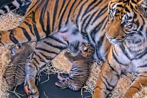 Birth of Near-Extinct Twin Sumatran Tiger Cubs Delights at San Diego