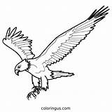 Eagle Coloring Pages Free Printable PDF sketch template