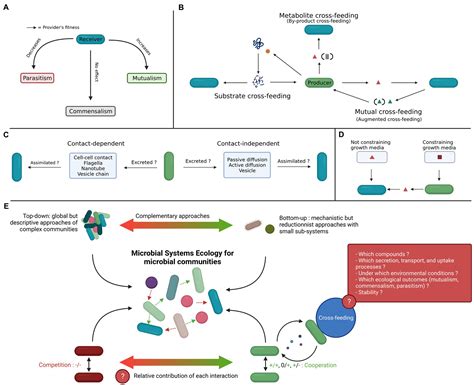 Frontiers | Microbial Systems Ecology to Understand Cross-Feeding in ...