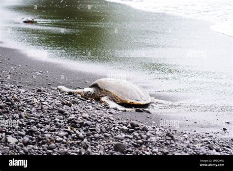 The turtles on the black sand beach in Big Island, Hawaii Stock Photo ...