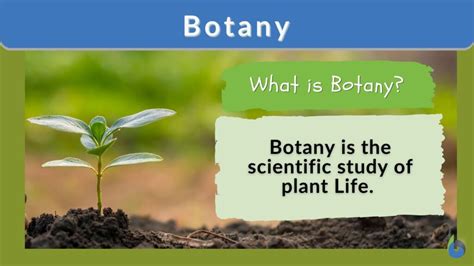 Botany Definition and Examples - Biology Online Dictionary